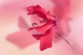 fleur de cyclamen